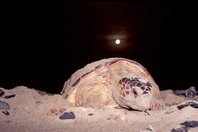 Sea turtle nesting